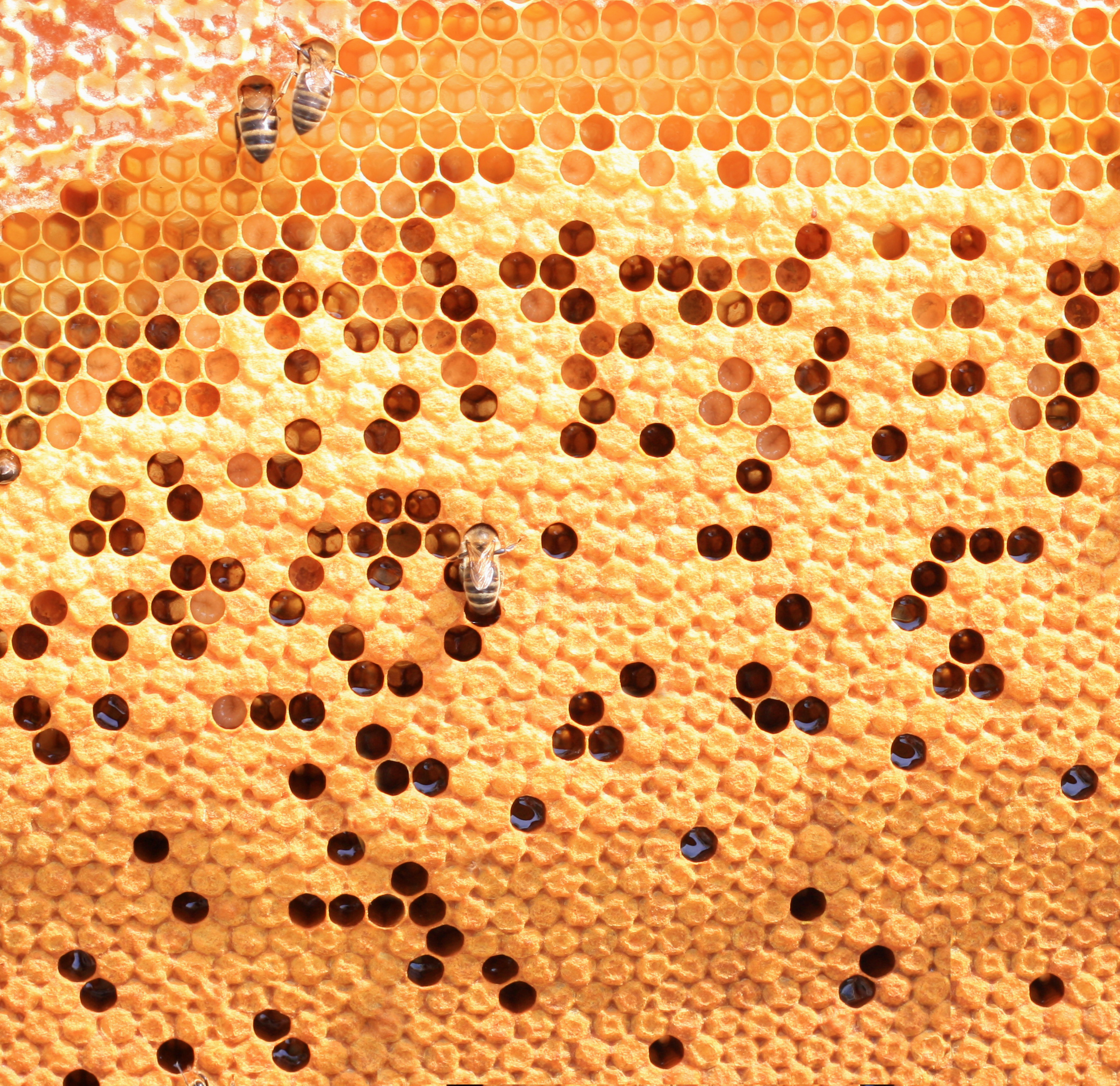 bees honeycomb