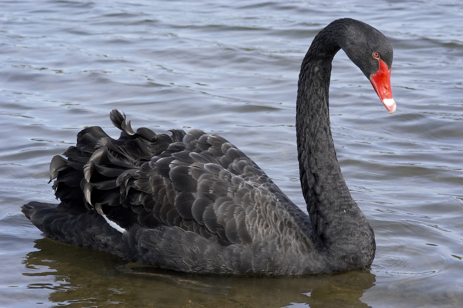 black swan road trip
